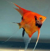 Pt.scalare sp.red devil long fin SM
